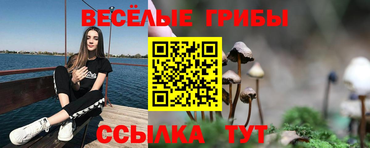 Ачхой-Мартан  Галлюциногенные грибы Psilocybe  Вход с VPN 